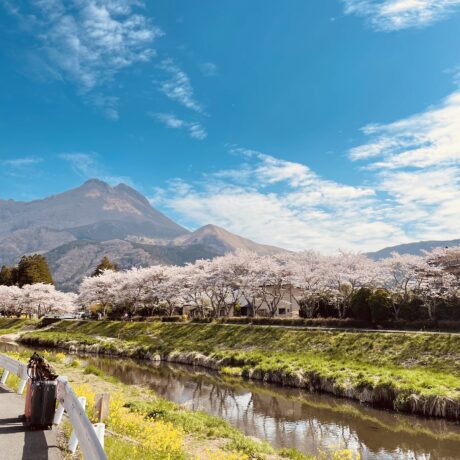 桜の季節です🌸