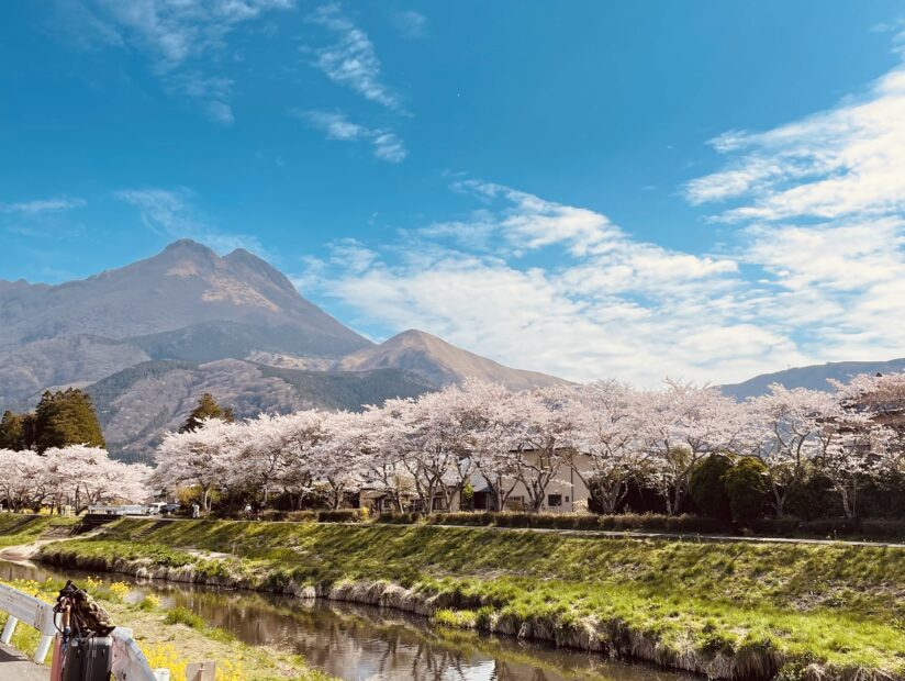 桜の季節です🌸