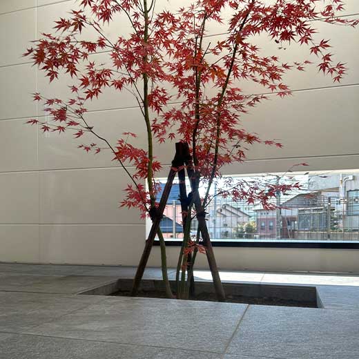 中庭植栽
