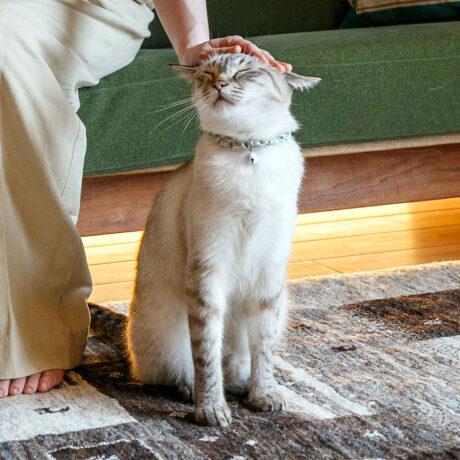 7月末にイベント開催🐾