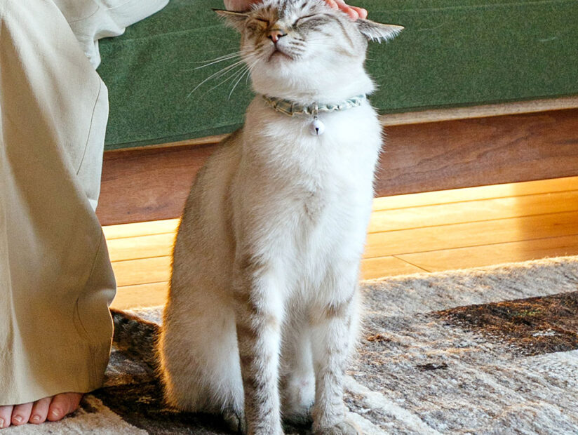 7月末にイベント開催🐾