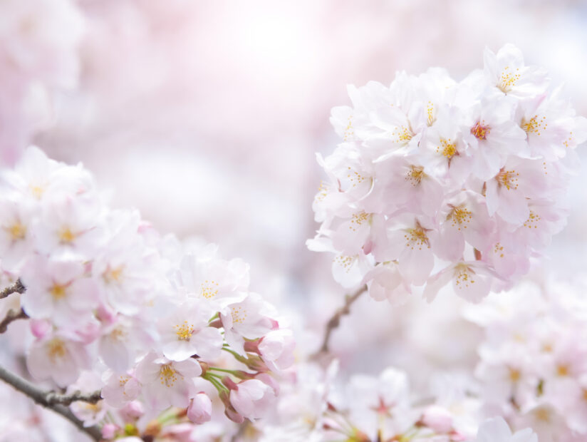 新しい季節と、ちょっとした気づき